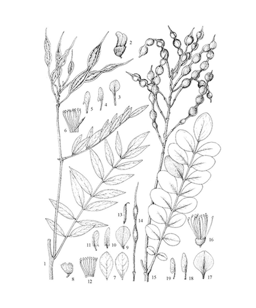 Natural compounds from  Sophora flavescens